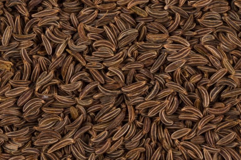 Carvi Seed
